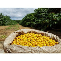 Brasil Yellow Bourbon - Premium Single Origin